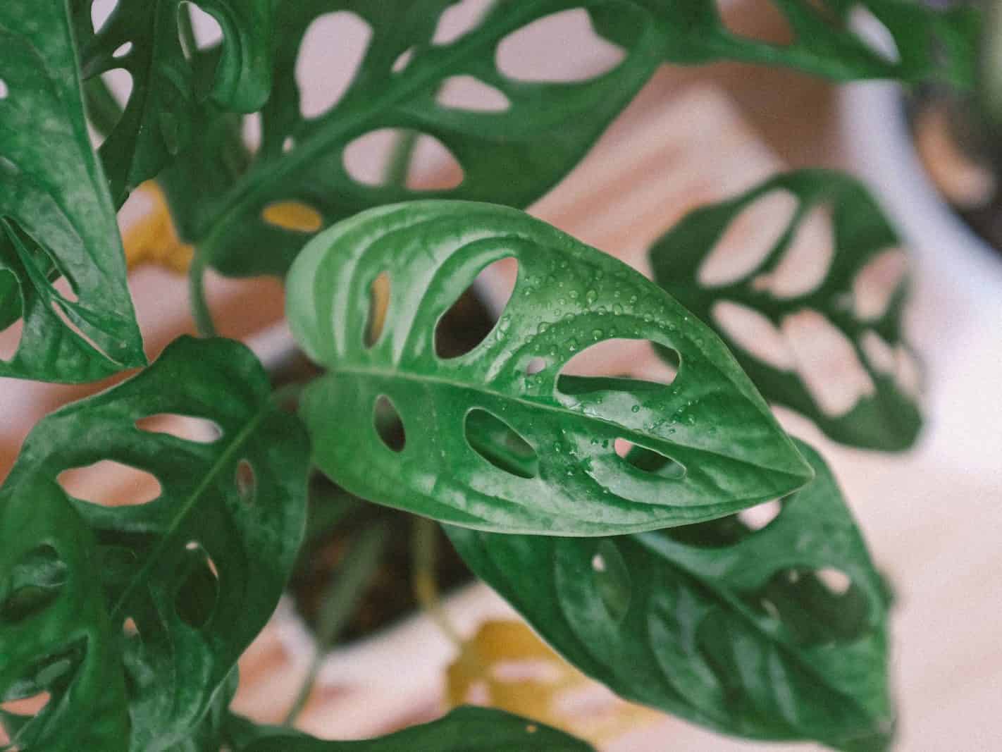 Close-up of a Monstera adansonii (swiss cheese vine) trailing over its pot, with several oval leaves showing oval holes fully enclosed by leaf tissue.
