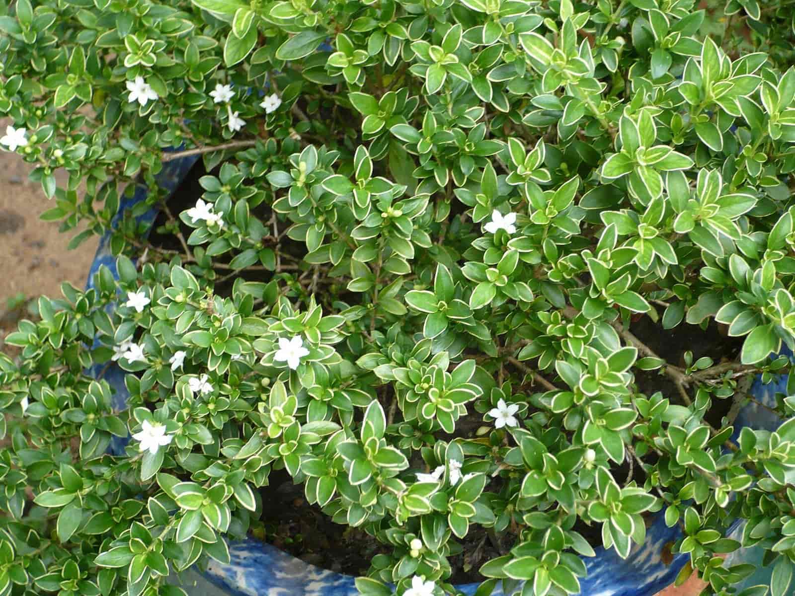 Serissa japonica shrub with tiny oval variegated leaves covered in small white star-shaped flowers