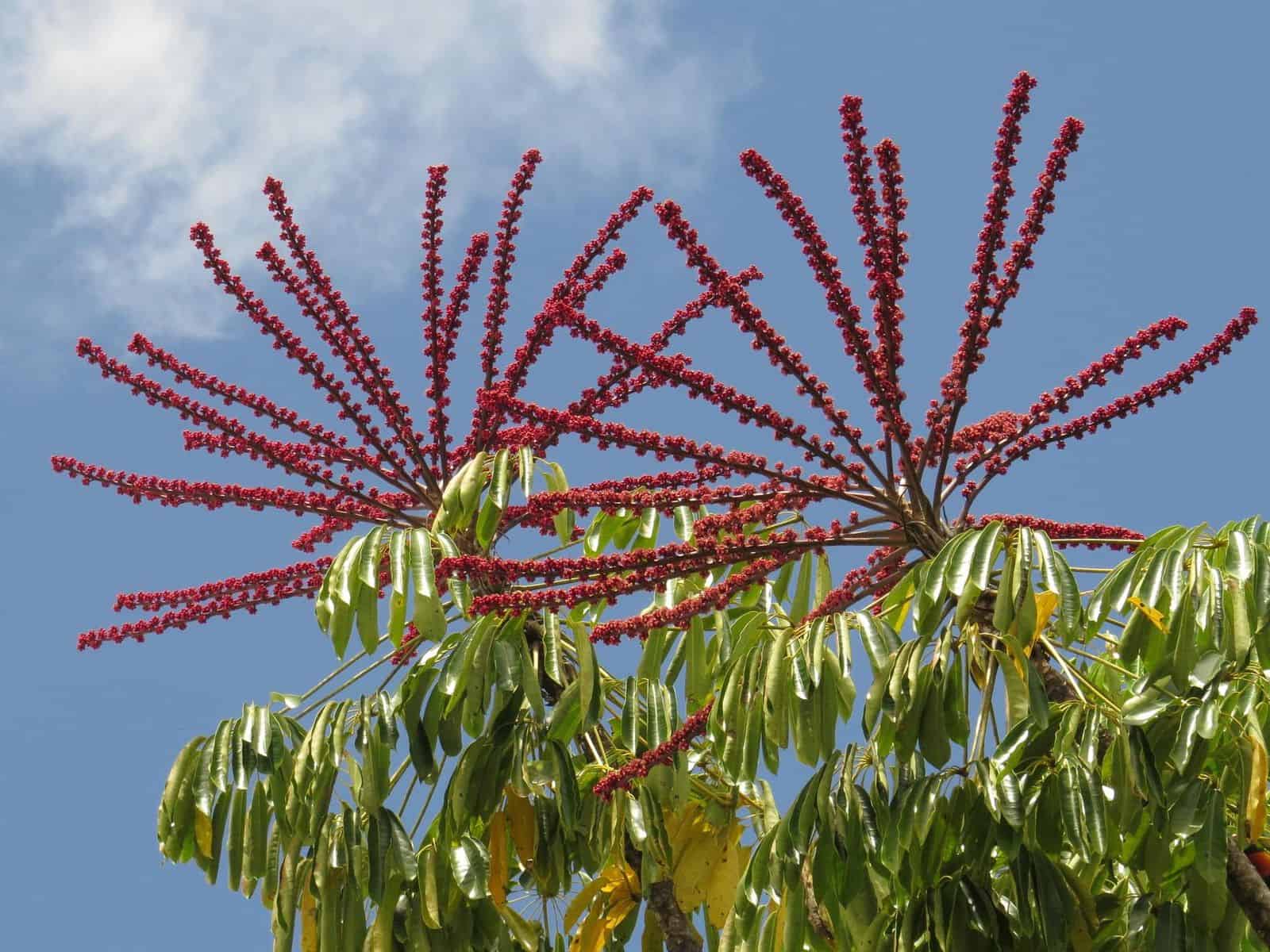 Umbrella tree crown against a blue sky, with glossy compound leaves and radiating spikes of small red flowers.