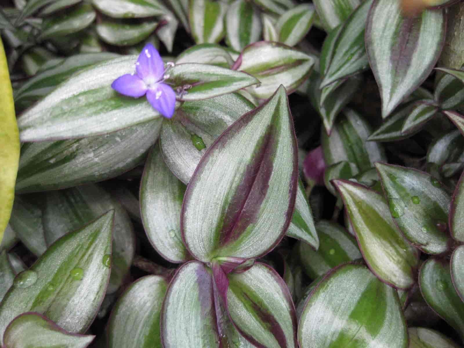 Close-up of Tradescantia zebrina leaves with silver and purple stripes and a small three-petaled purple flower.
