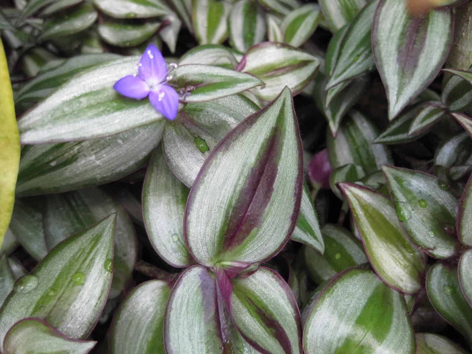 Close-up of Tradescantia zebrina leaves with silver and purple stripes and a small three-petaled purple flower.