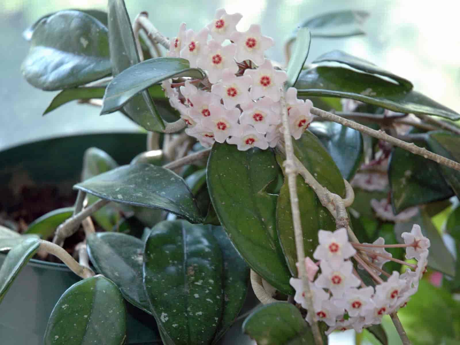 Potted Hoya carnosa (wax plant) with thick glossy leaves and clusters of pale pink, star-shaped waxy flowers.