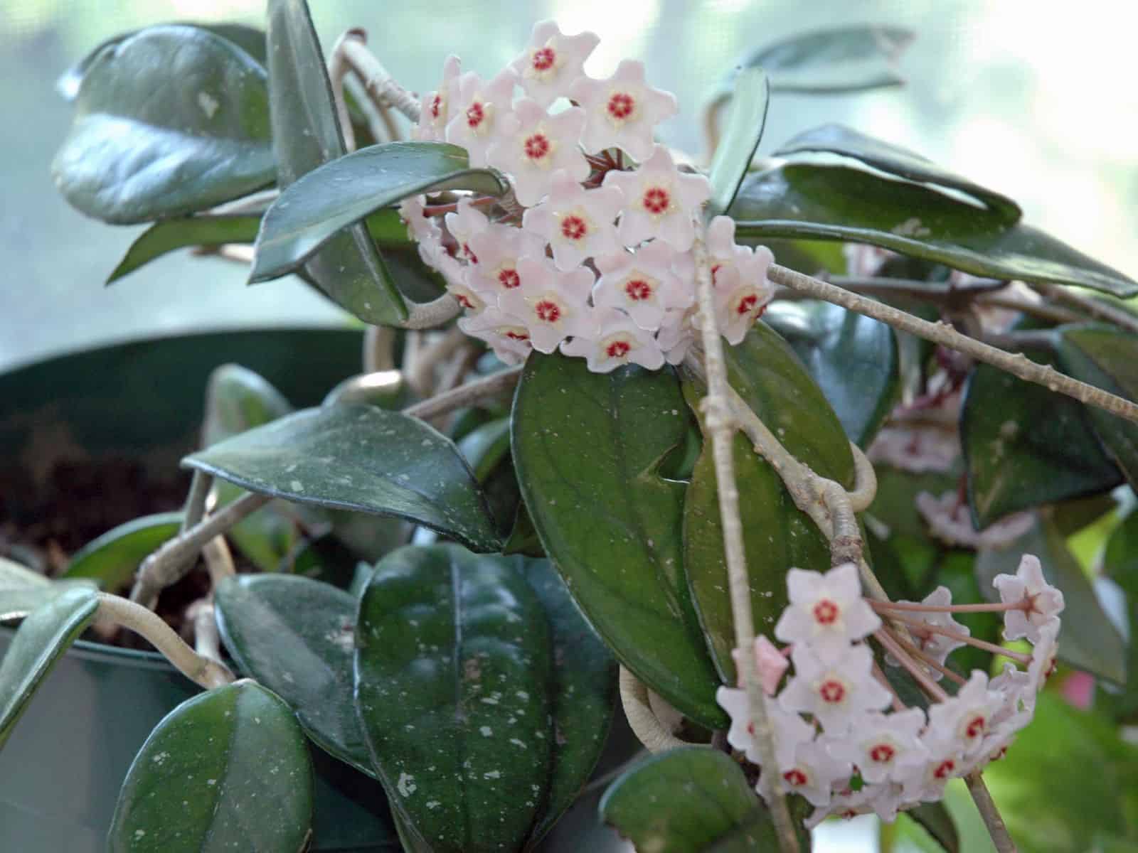 Potted Hoya carnosa (wax plant) with thick glossy leaves and clusters of pale pink, star-shaped waxy flowers.