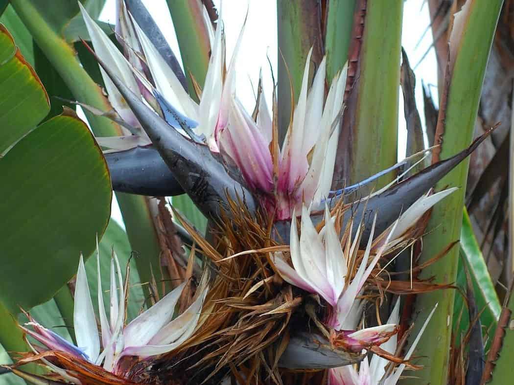White bird of paradise flower cluster with white and violet-blue petals emerging from dark boat-shaped bracts, surrounded by large paddle-shaped leaves.