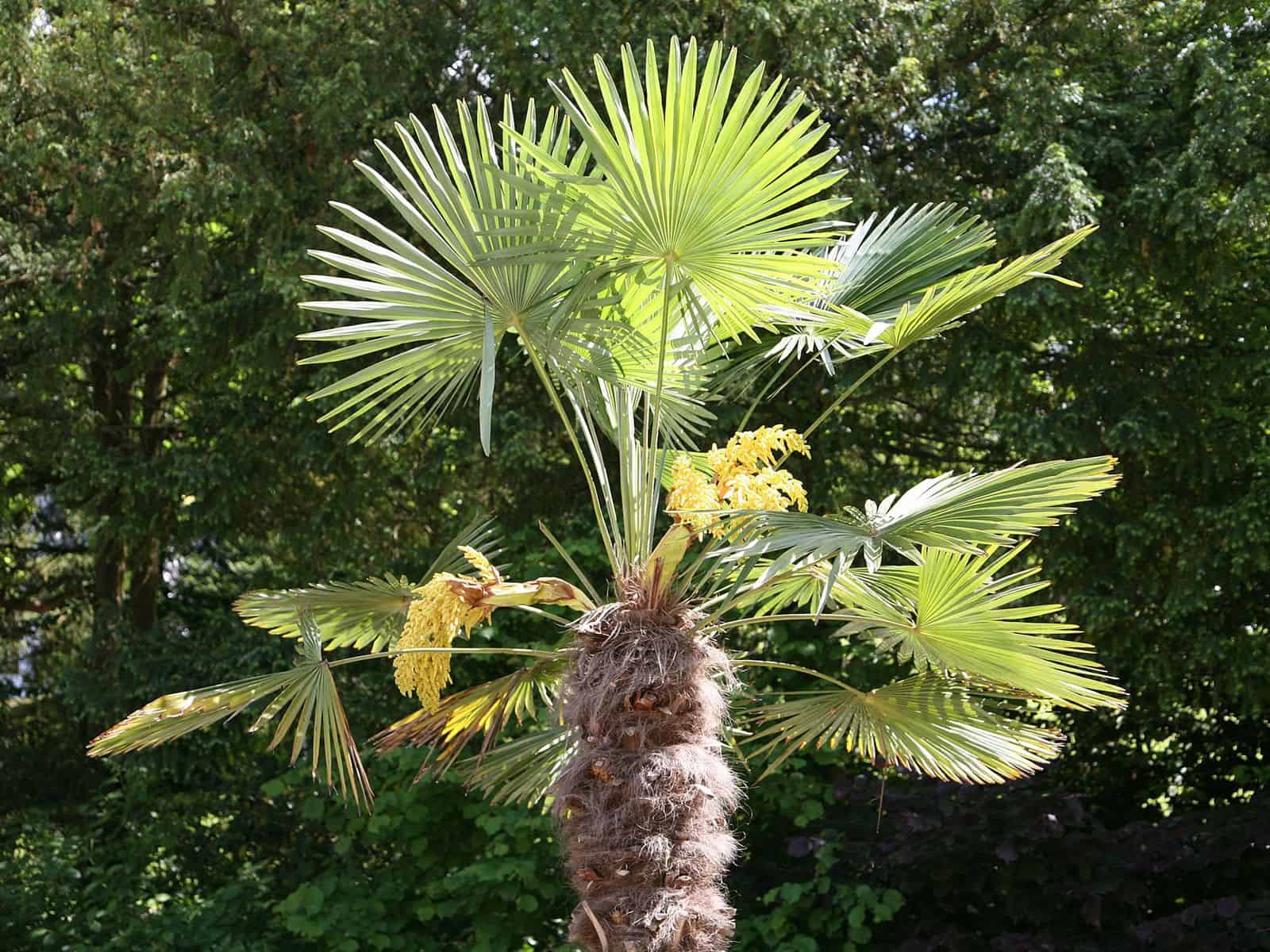 Windmill palm with fan-shaped fronds and a hairy fibrous trunk, topped with yellow flower panicles.
