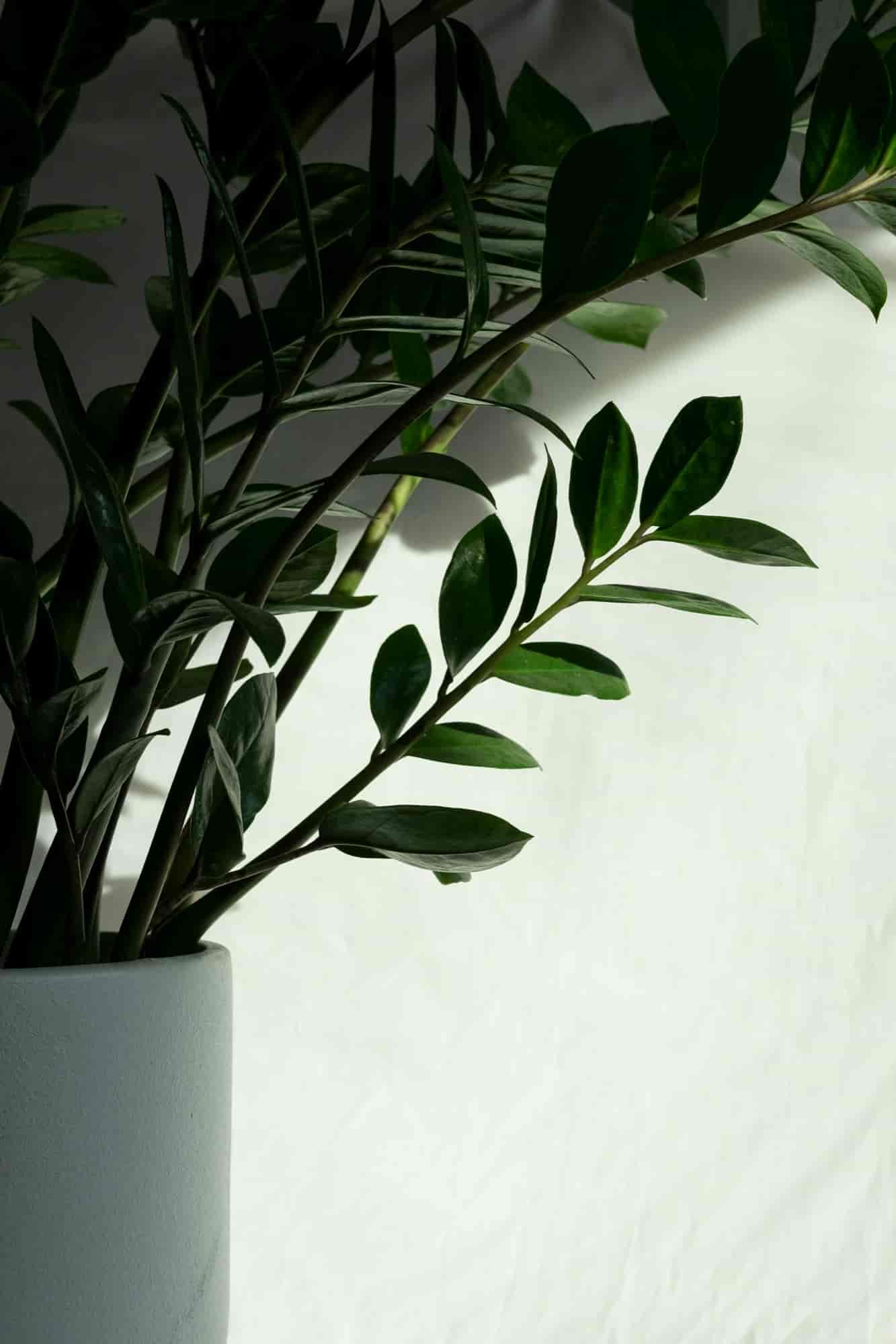 ZZ plant with glossy dark green leaves in a pale grey pot