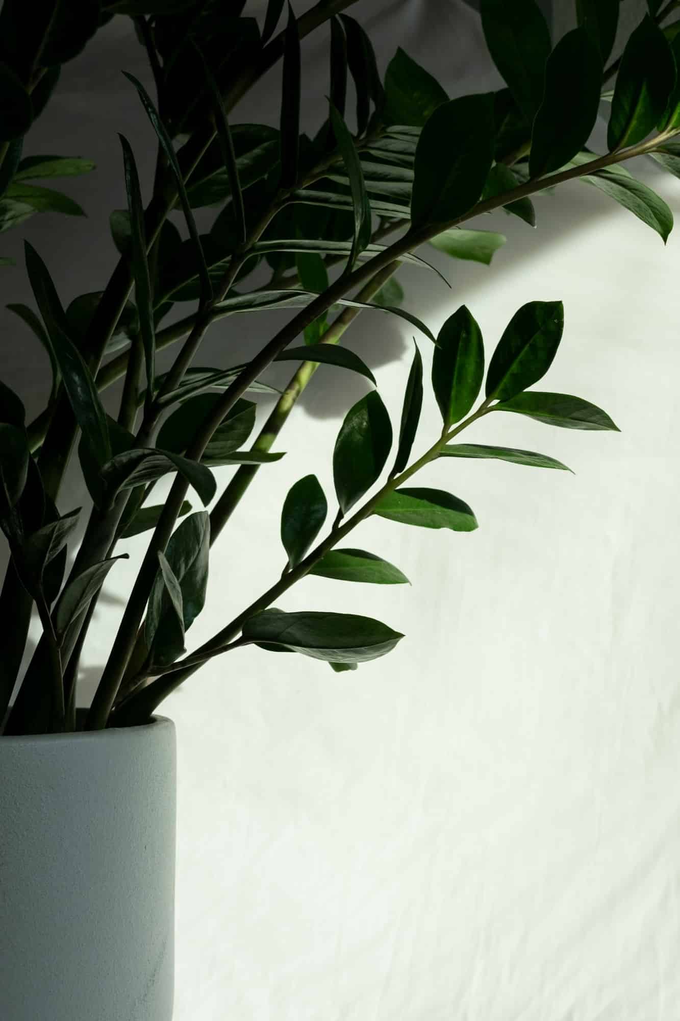 ZZ plant with glossy dark green leaves in a pale grey pot