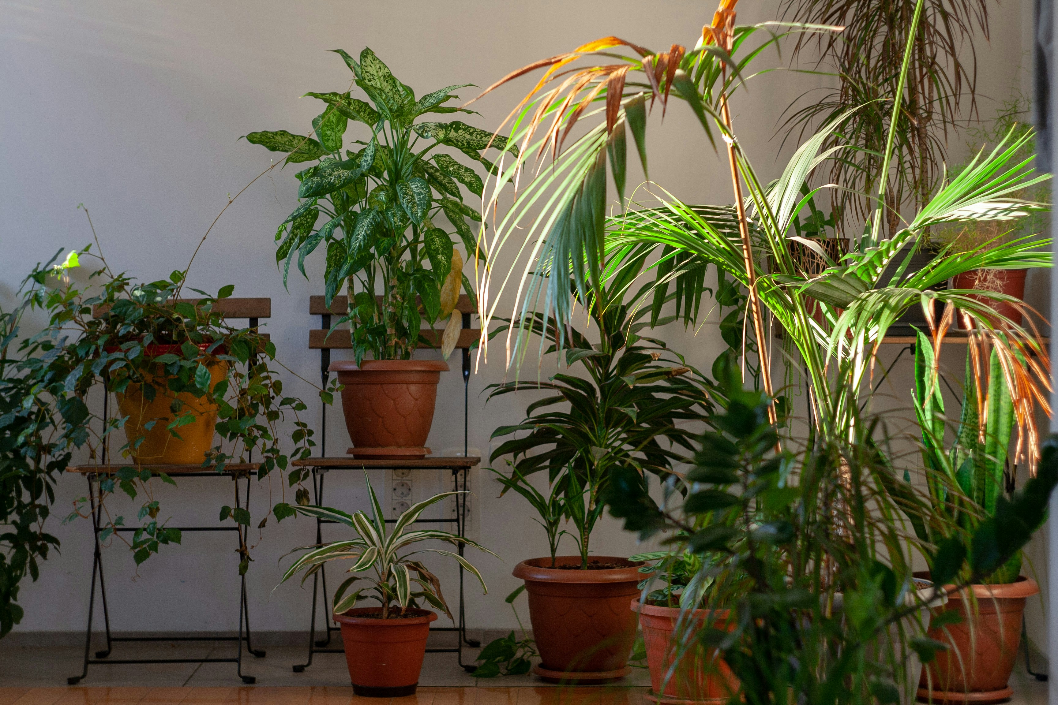 What Happens to Your Toronto Office Plants Over Summer Vacation — And How to Prevent It