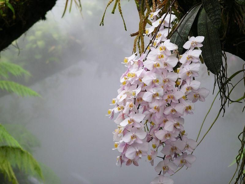 Office Orchid Care: The Three-Ice-Cube Trick
