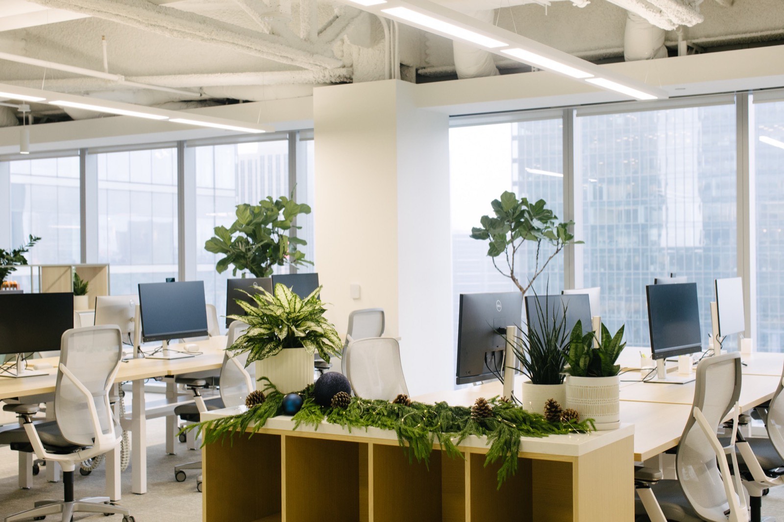 Poinsettia Care in an Office: The Four Things That Actually Kill Them