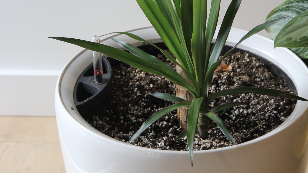 Self-Watering Planters for Toronto Offices: What They Fix (and What They Don't)