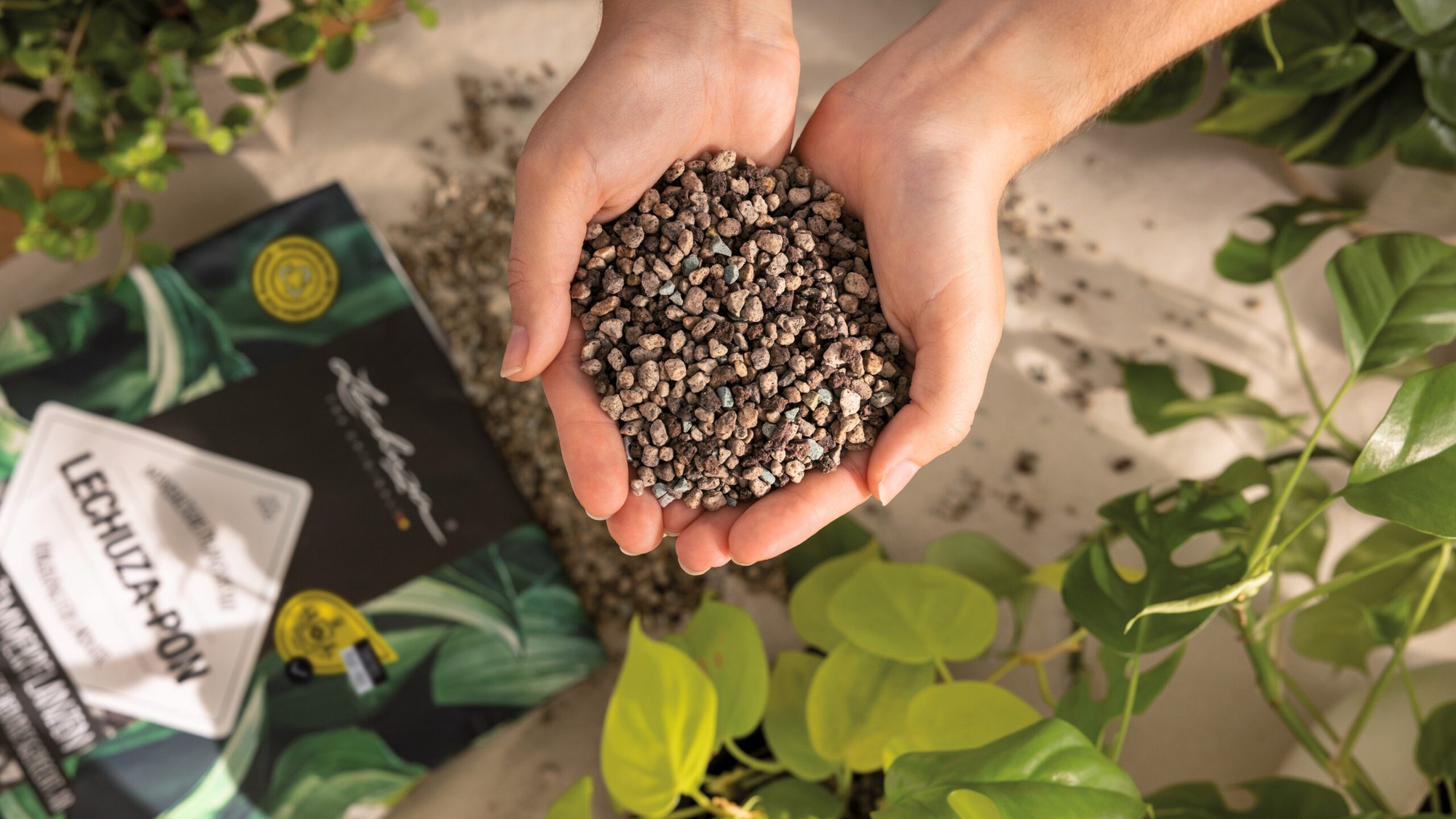 What Is LECHUZA PON? A Practical Guide for Office Plants