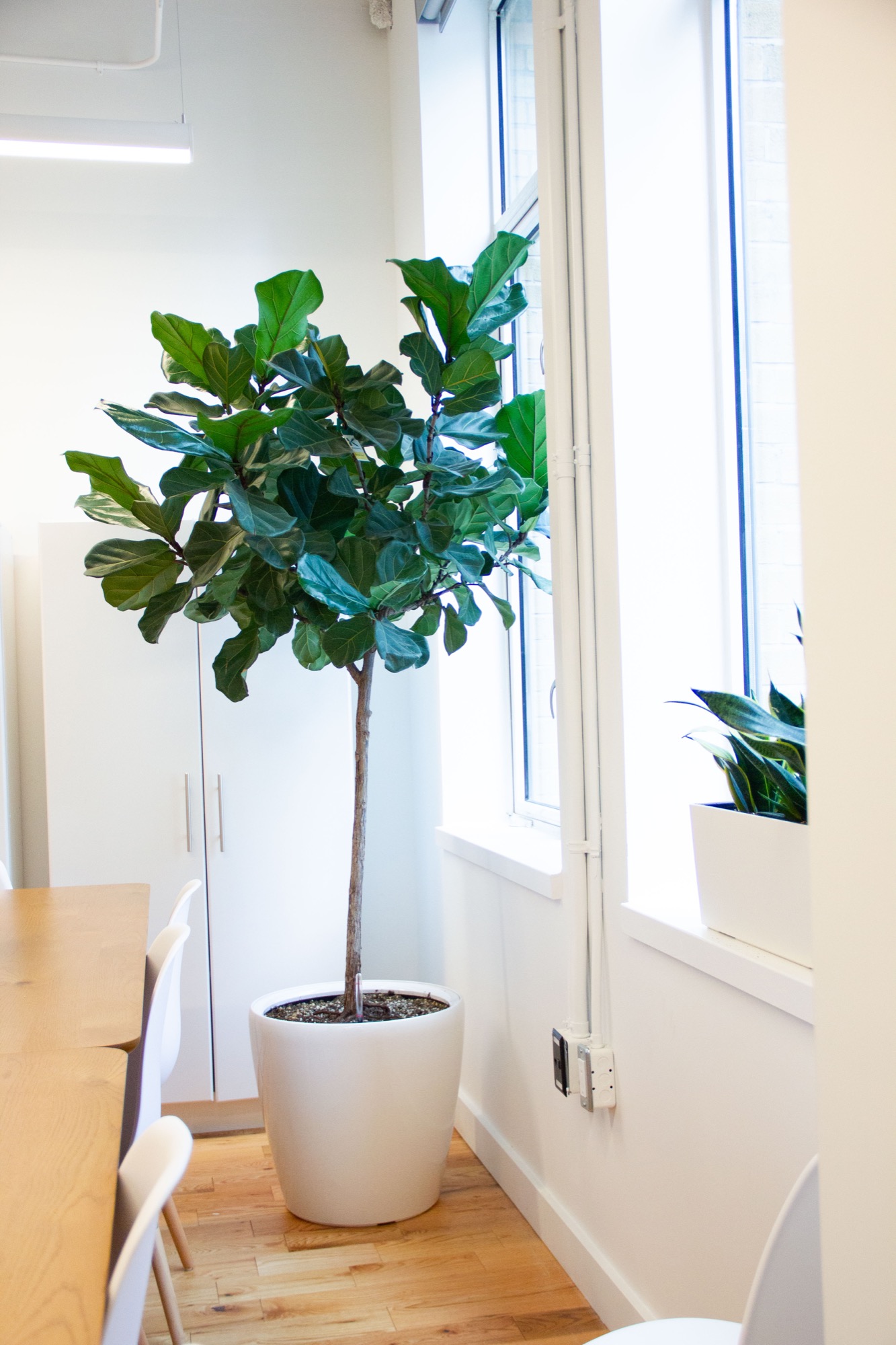 A 226-Plant Rental Program Across Three Floors — view 4