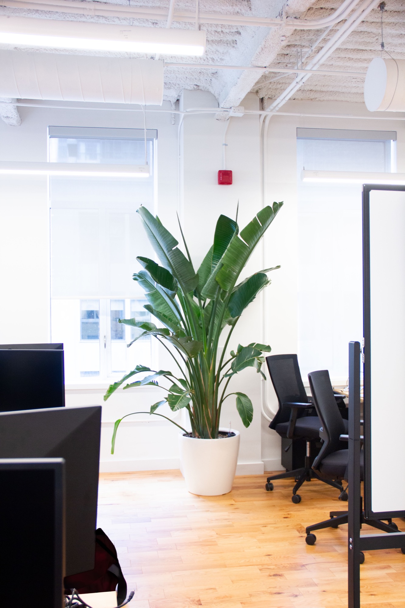 A 226-Plant Rental Program Across Three Floors — view 5
